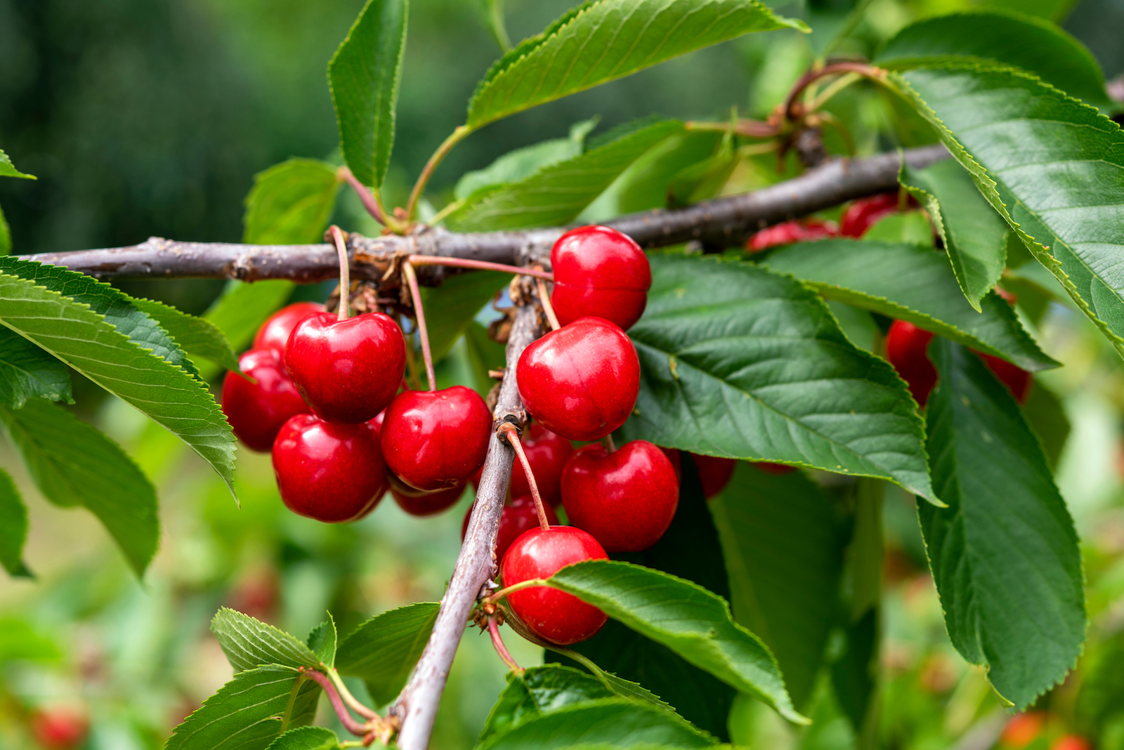 woonhome-kersen-boom-kersenboom-fruitbomen-in-de-tuin-1