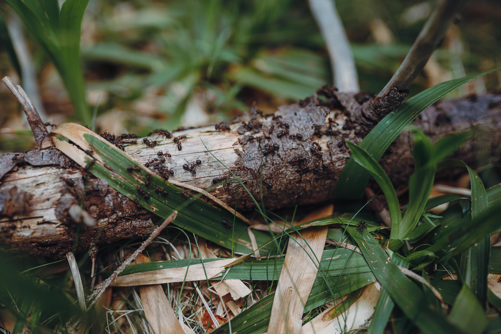 woonhome-mieren-in-de-tuin-stuk-hout-mierenplaag-voorkomen-1