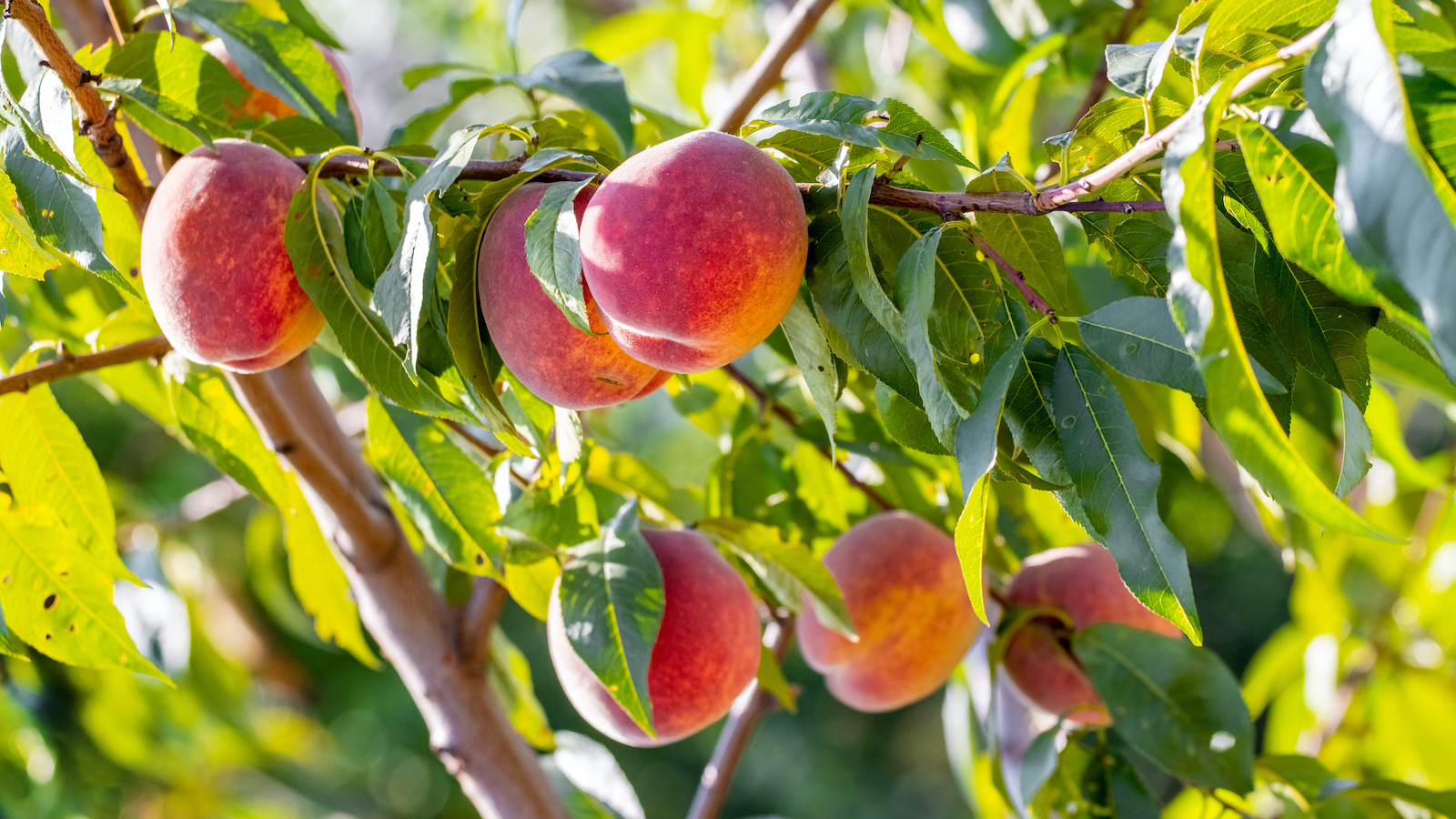 woonhome-perzik-boom-fruitboom-in-de-tuin-fruitbomen-1