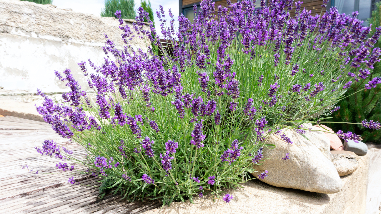 woonhome-tuin-lavendel-inspiratie-buitenleven-planten-1