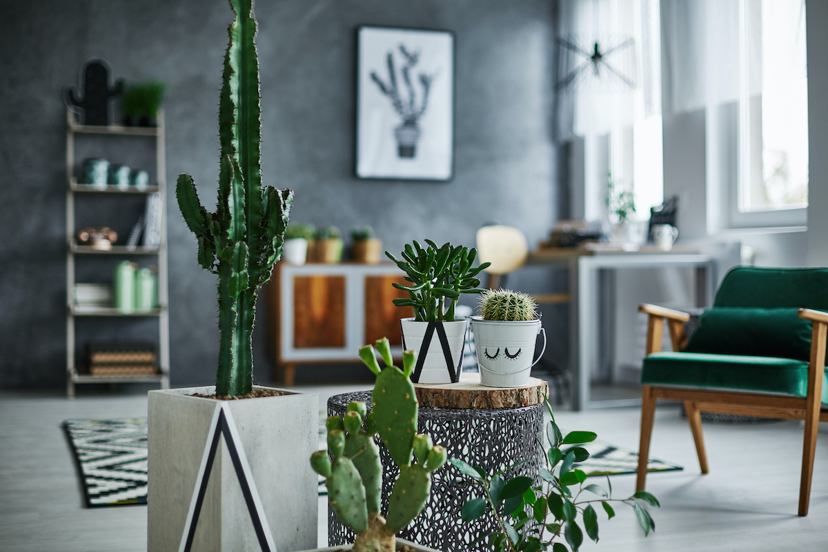 woonhome-cactus-interieur-origineel-cadeau-1