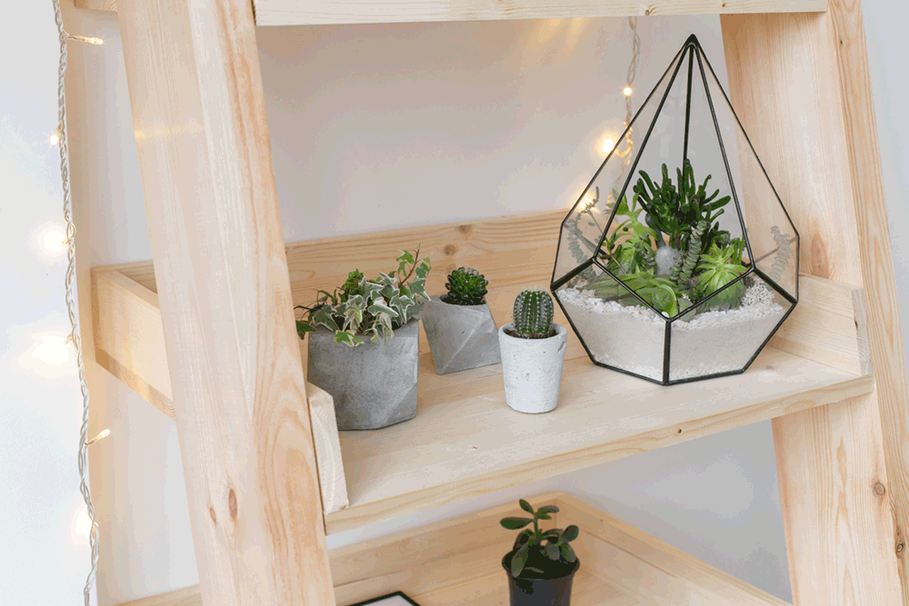 Een terrarium met sfeervolle planten, die je niet veel hoeft te verzorgen, geven al een gezellige sfeer in huis.