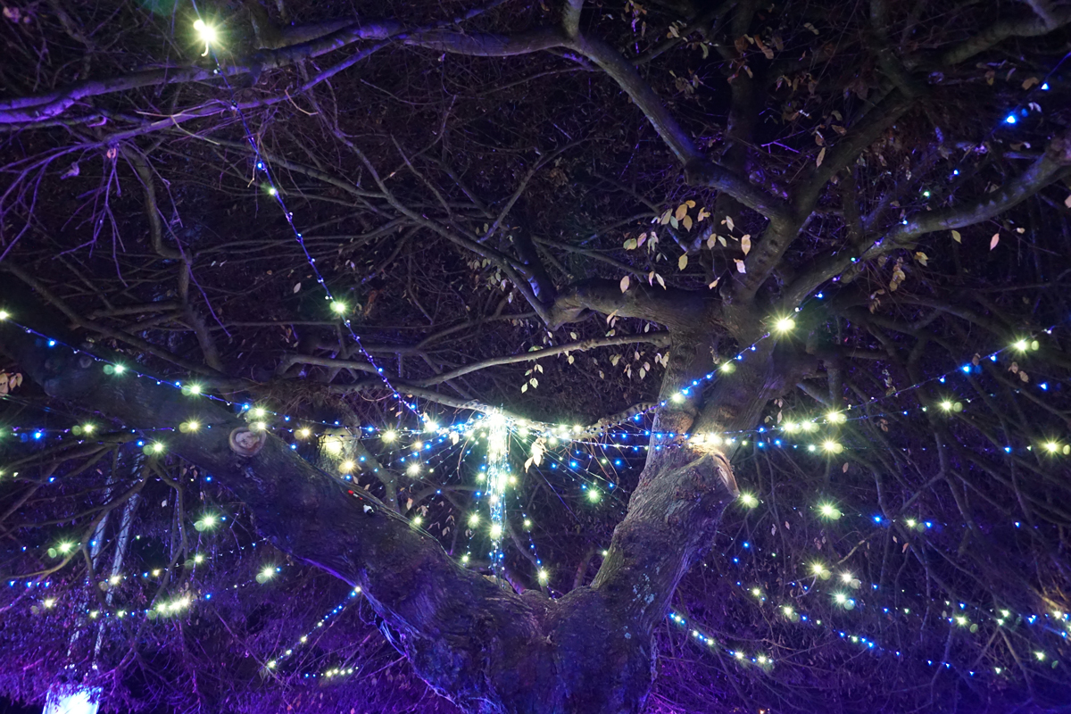 Ook een boom in de tuin kun je in de winter prachtig versieren met lampjes.