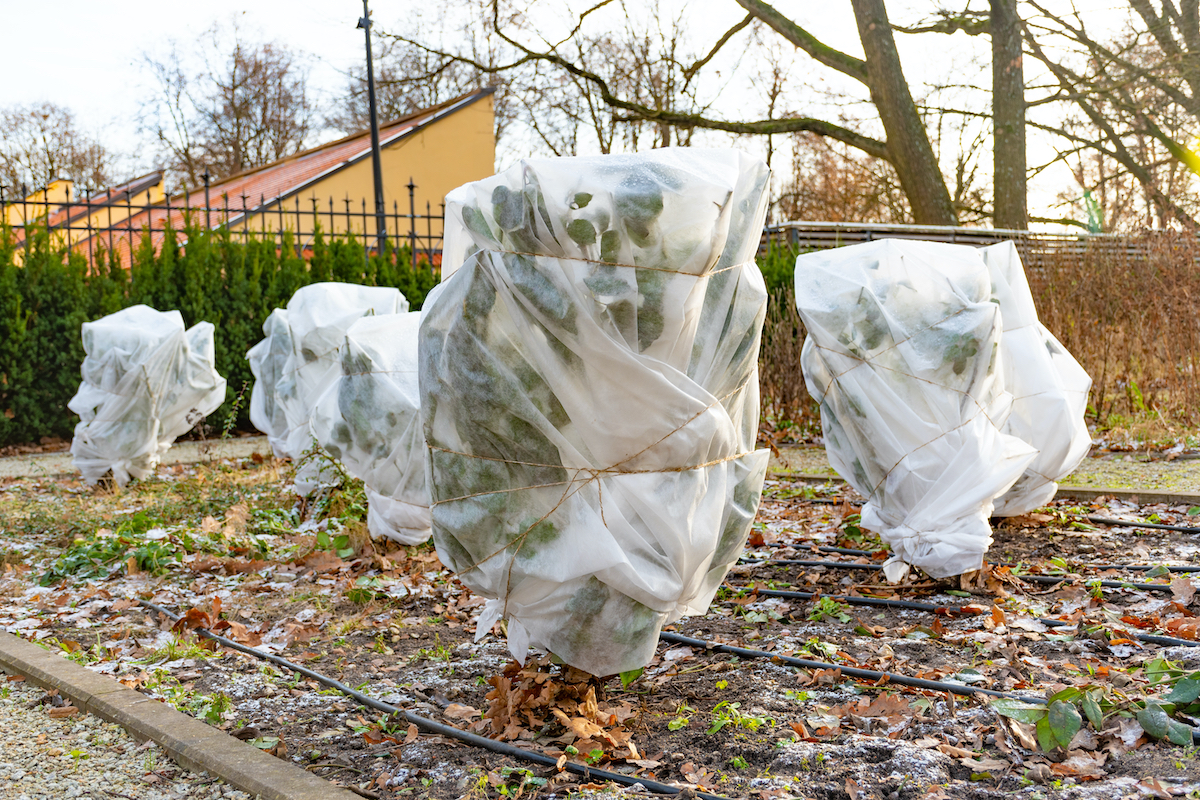 woonhome-wintertuin-vorst-in-de-tuin-winterperiode-tuinieren-bomen-planten-beschermen-beschutten-1