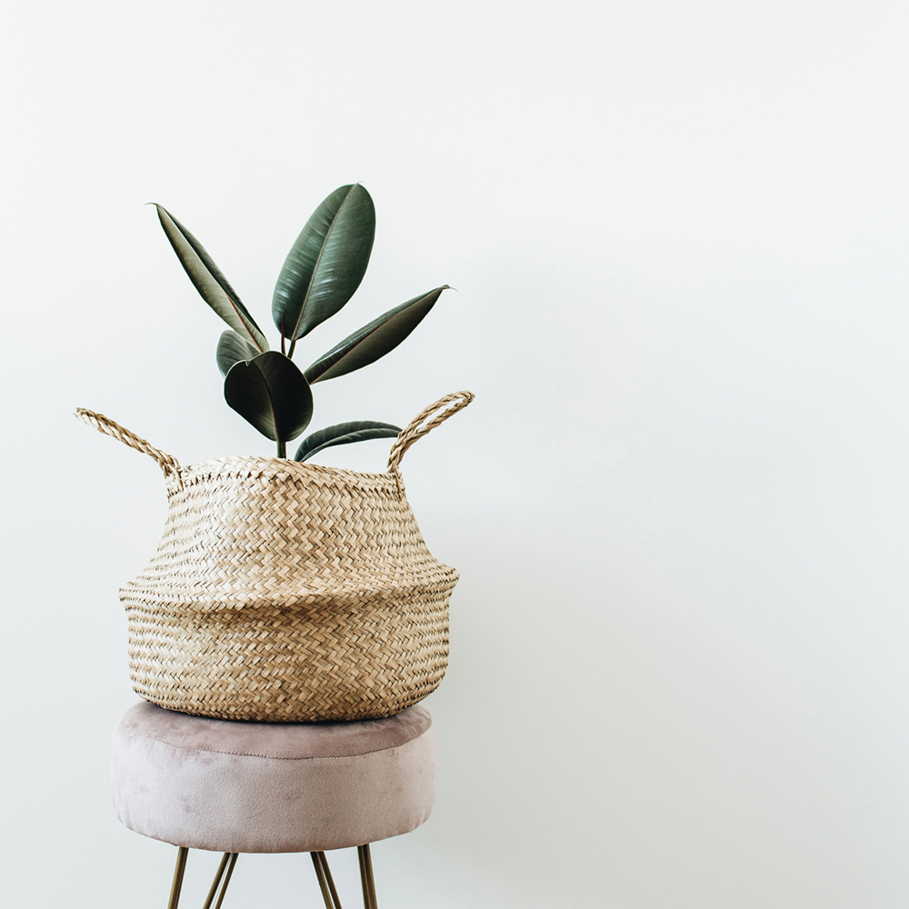 Ficussen komen in allerlei soorten en maten. Kies voor een kleinere plant in een kleinere woning. 