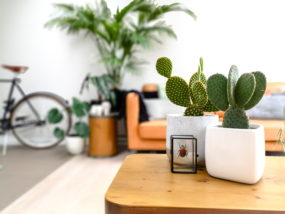 Cactussen in huis zijn sfeervol en makkelijk in onderhoud.