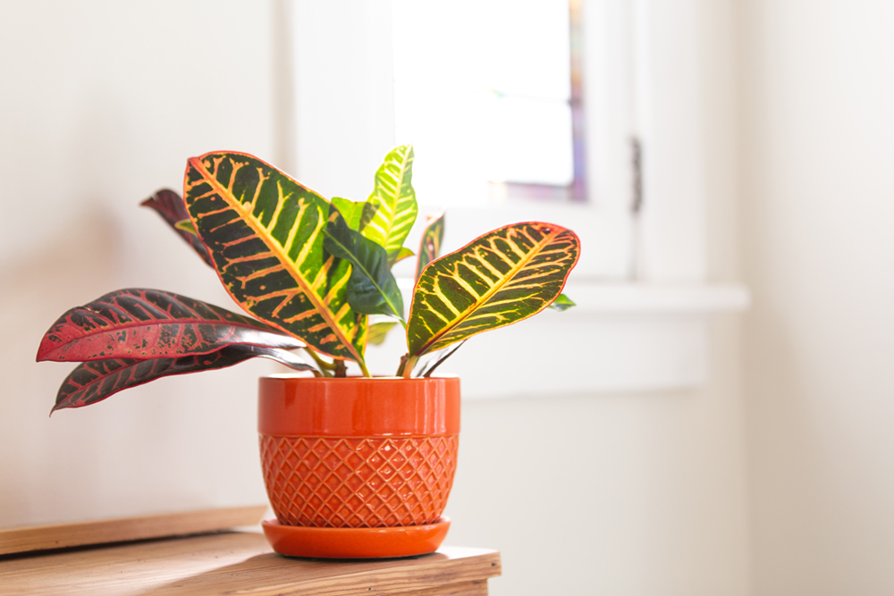 Planten hoeven niet volledig groen te zijn, er zijn genoeg planten met mooie kleuren, zoals de Croton struik.