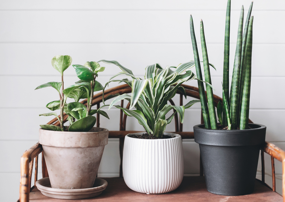 Zet verschillende planten in verschillende potten in huis, voor een speels en natuurlijk effect. In het midden staat hier een kleine Dracaena Lemon Lime.