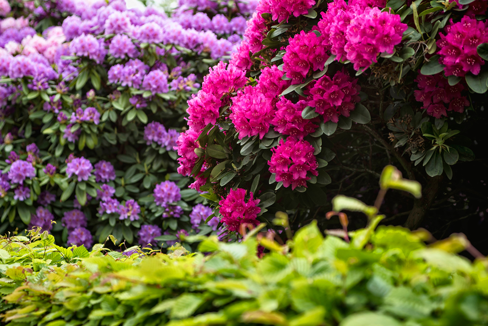 De Rododendron is een populaire plant, omdat de plant in verschillende mooie kleuren verkrijgbaar is. 