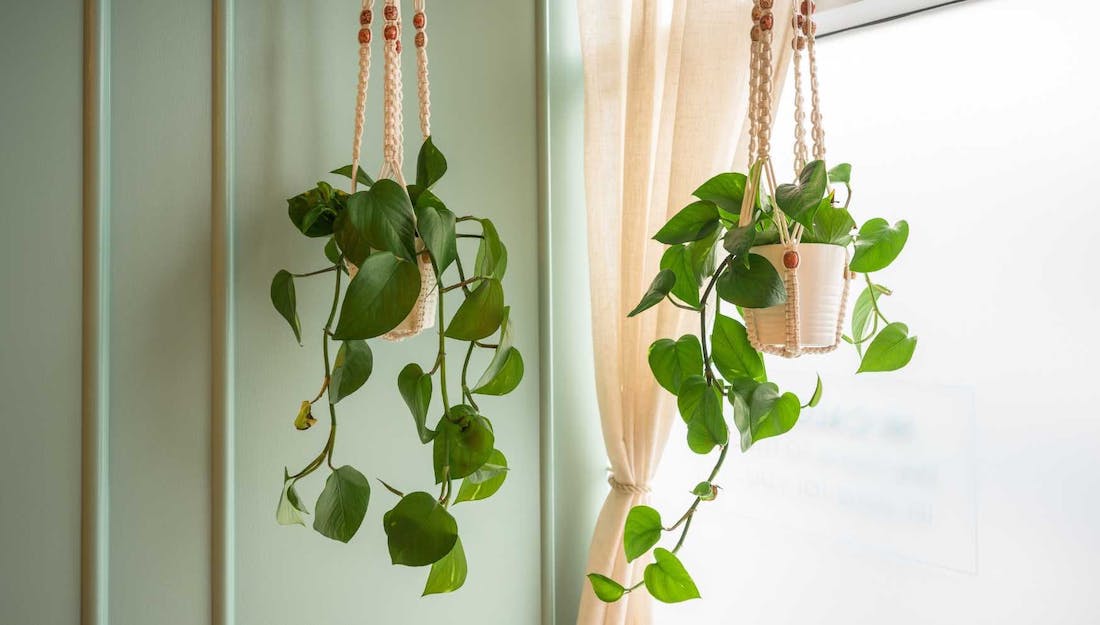 woonhome-mini-plantjes-in-je-interieur-hangplanten-1