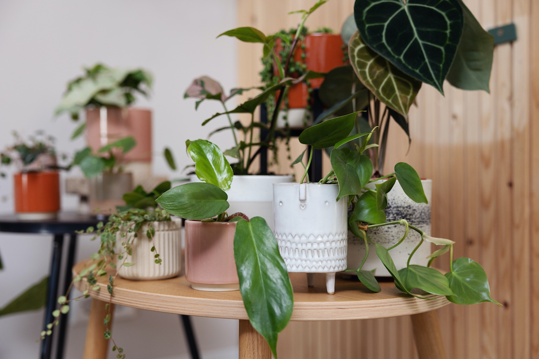 woonhome-mini-plantjes-interieur-inspiratie-1-Adorable BabyPLNTS1