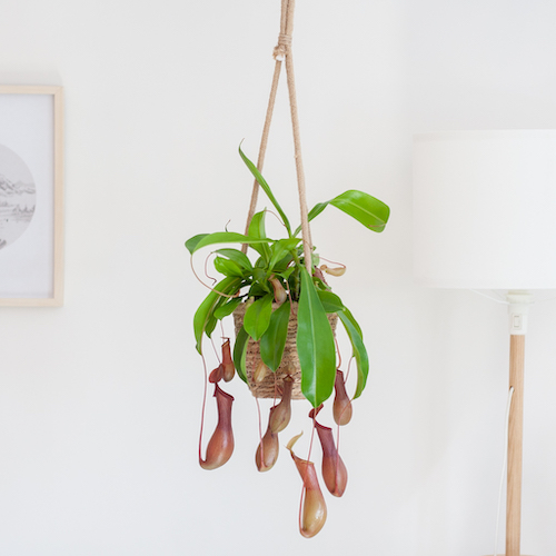 woonhome-plantje-interieur-inspiratie-Nepenthes-Alata-Lifestyle