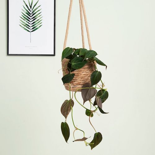 woonhome-plantje-interieur-inspiratie-Philodendron-Scandens-Micans-3