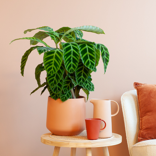 woonhome-plantje-interieur-inspiratie-calathea-zebrina-1024