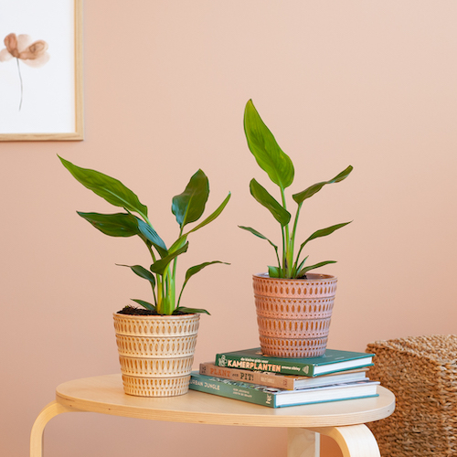 woonhome-plantje-interieur-inspiratie-strelitzia-duo-p12-1024