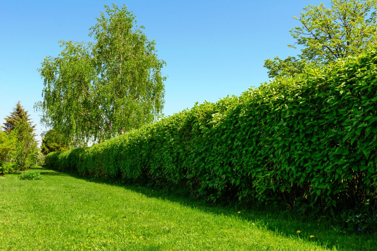 Kunstgras en echte planten combineren is geen probleem.