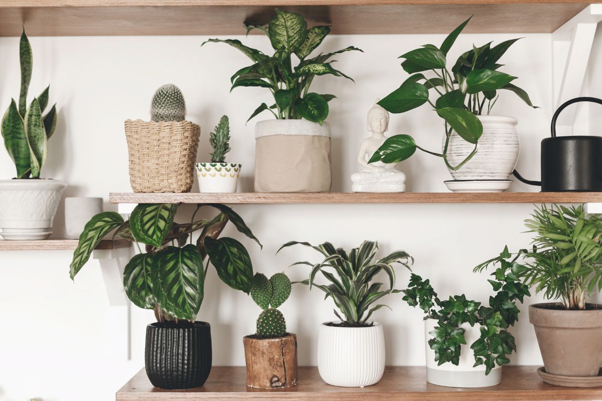 Planten matchen eigenlijk altijd goed, maar de calathea past echt overal bij!