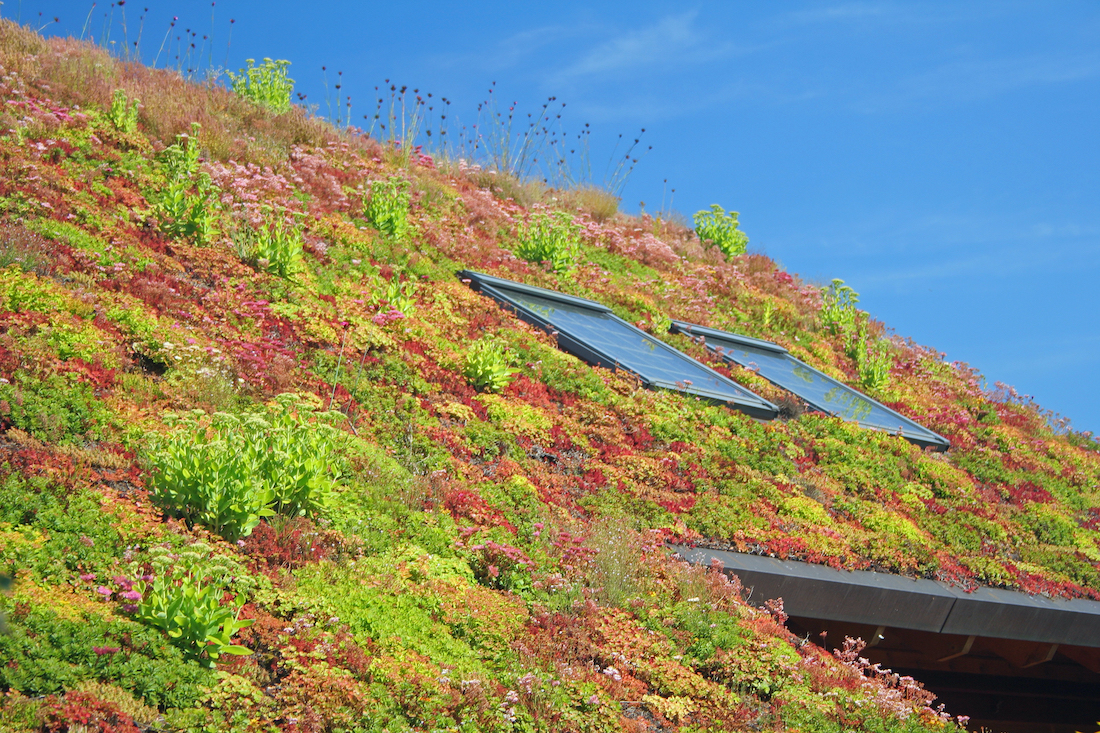 woonhome-sedumdak-sedum-groen-dak-mileu-vriendelijk-1