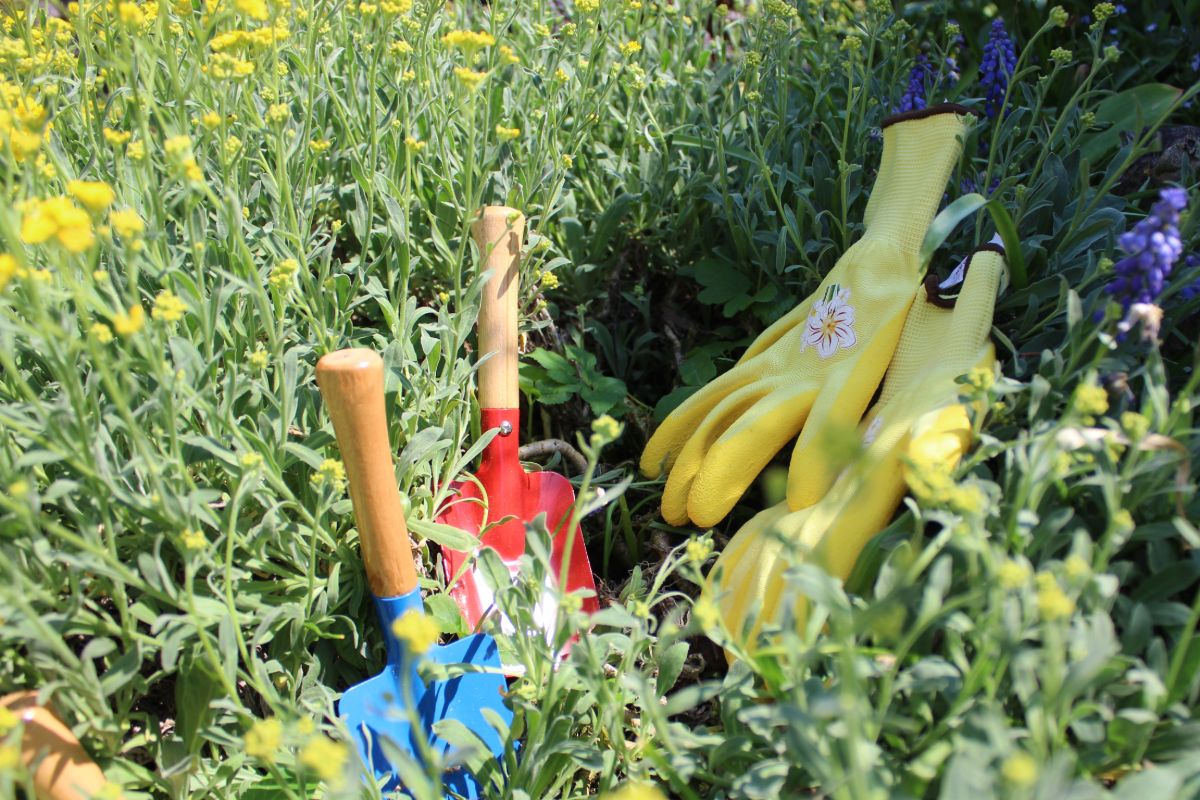 Laat onkruid zoveel mogelijk liggen want het heeft een belangrijke functie voor de biodiversiteit in de tuin.