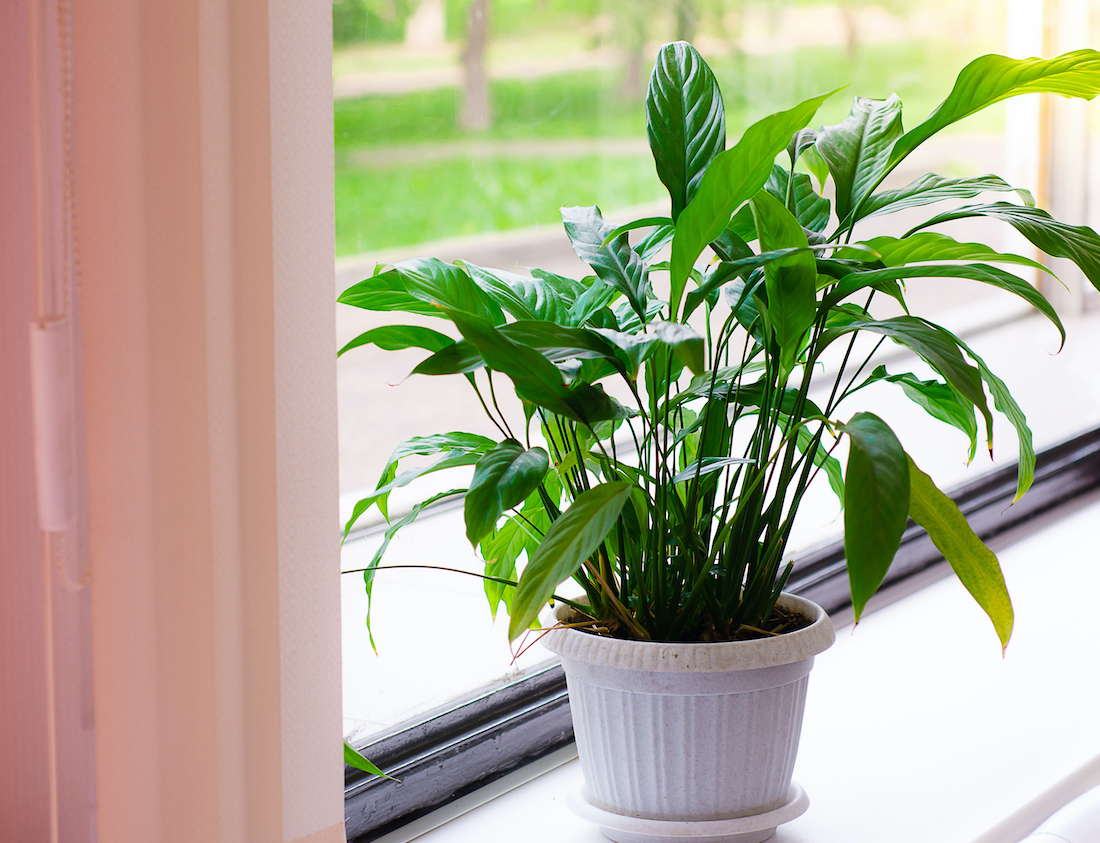 woonhome-dracenea-plant-groene-kamerplanten-in-huis-1