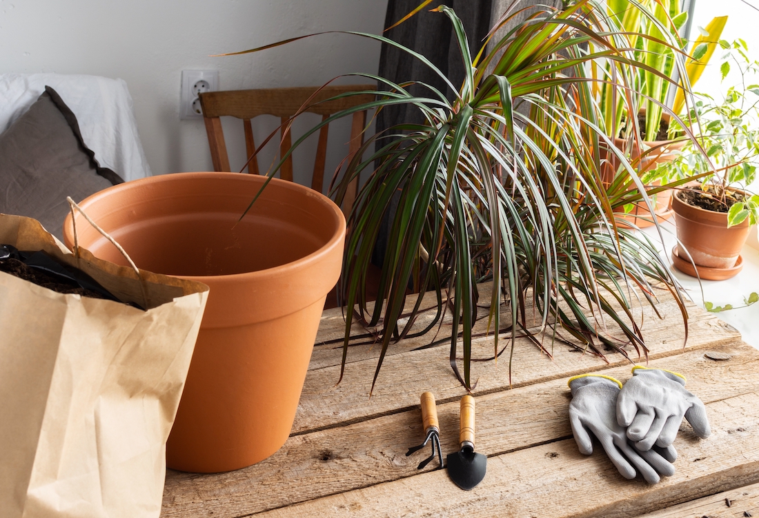 woonhome-dracenea-plant-groene-kamerplanten-in-huis-1