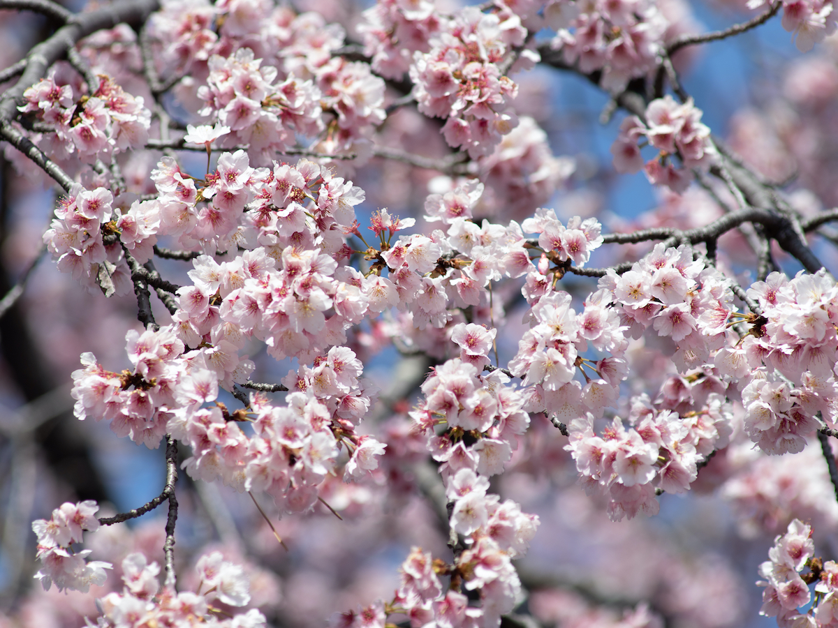 woonhome-kersen-bloesem-fruitboom-in-de-tuin-1