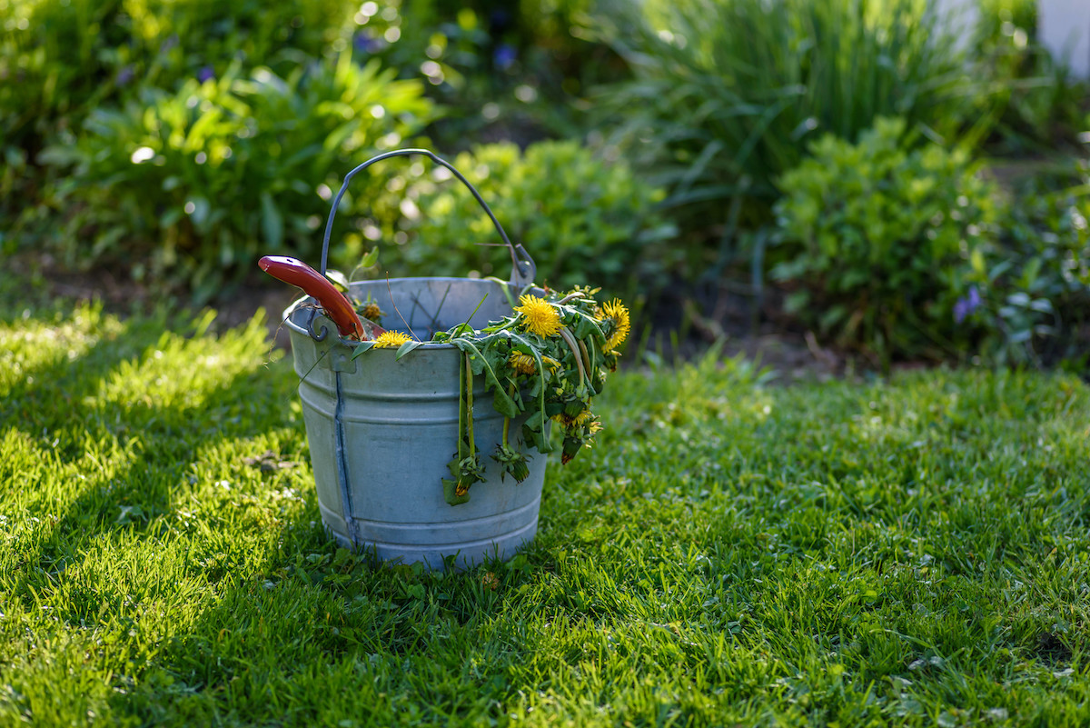 woonhome-onkruid-wieden-tuin-onderhouden-1