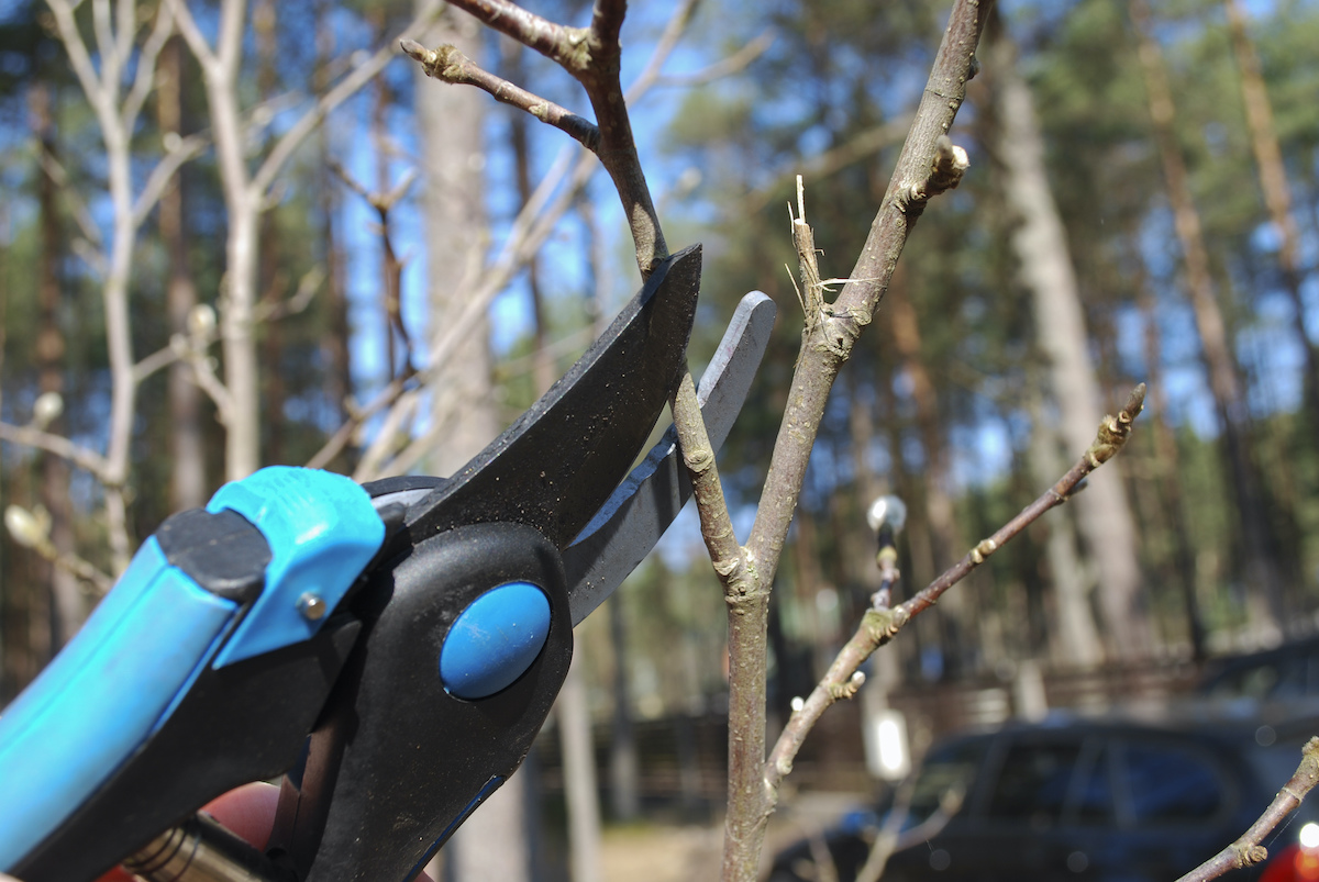 tuin winterklaar maken