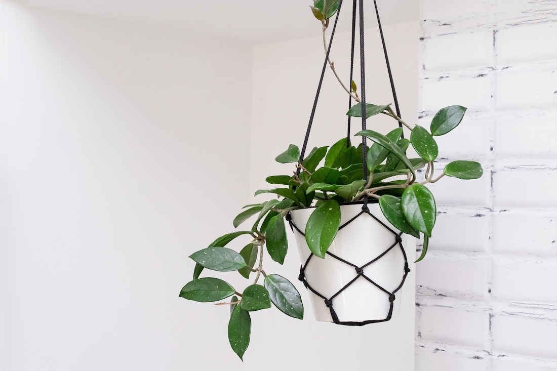 woonhome-hangplanten-planten-die-hangen-groen-in-huis-1