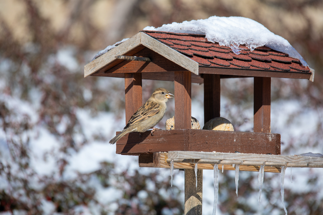 woonhome-vogels-in-de-tuin-winterklaar-maken-wintertuin-1