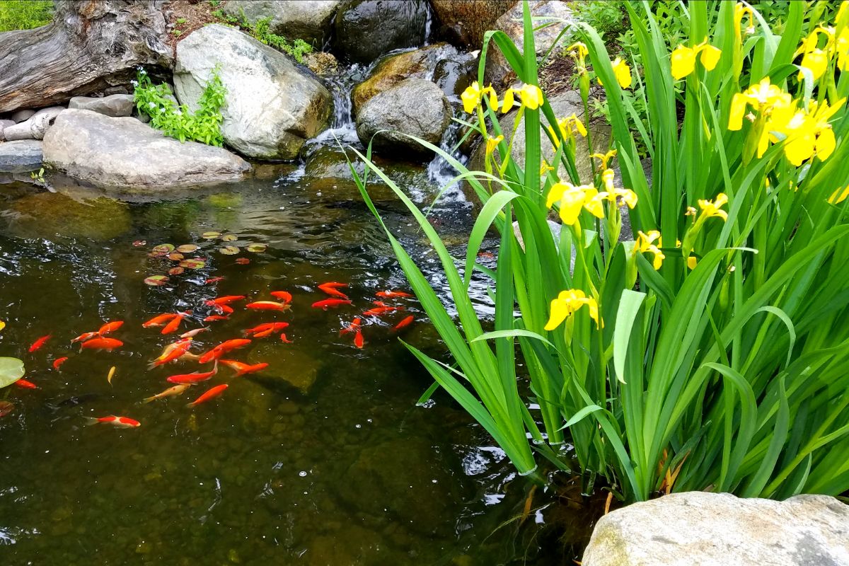 Heb je een vijver? Veel prachtige planten en bloemen gedijen goed in de buurt van water. 