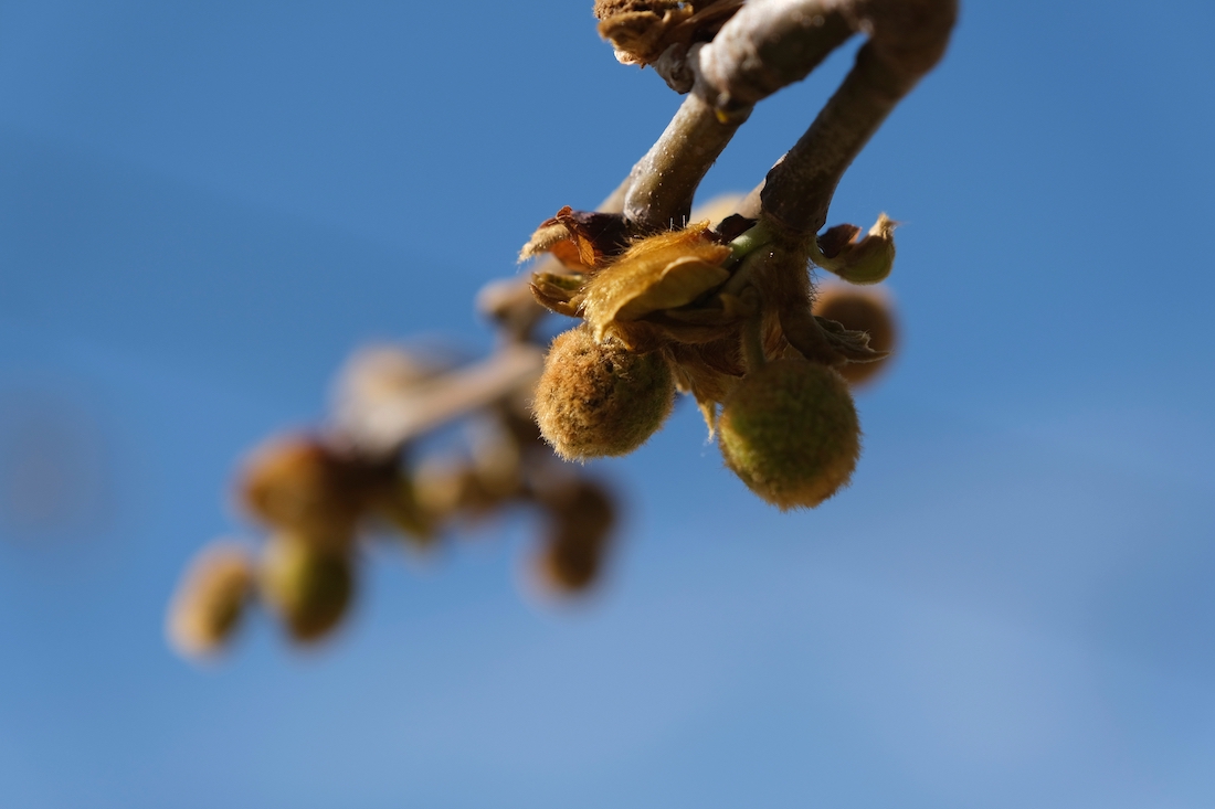 woonhome-groen-plataan-boomdakplataan-in-de-tuin-bloembollen-2.jpg