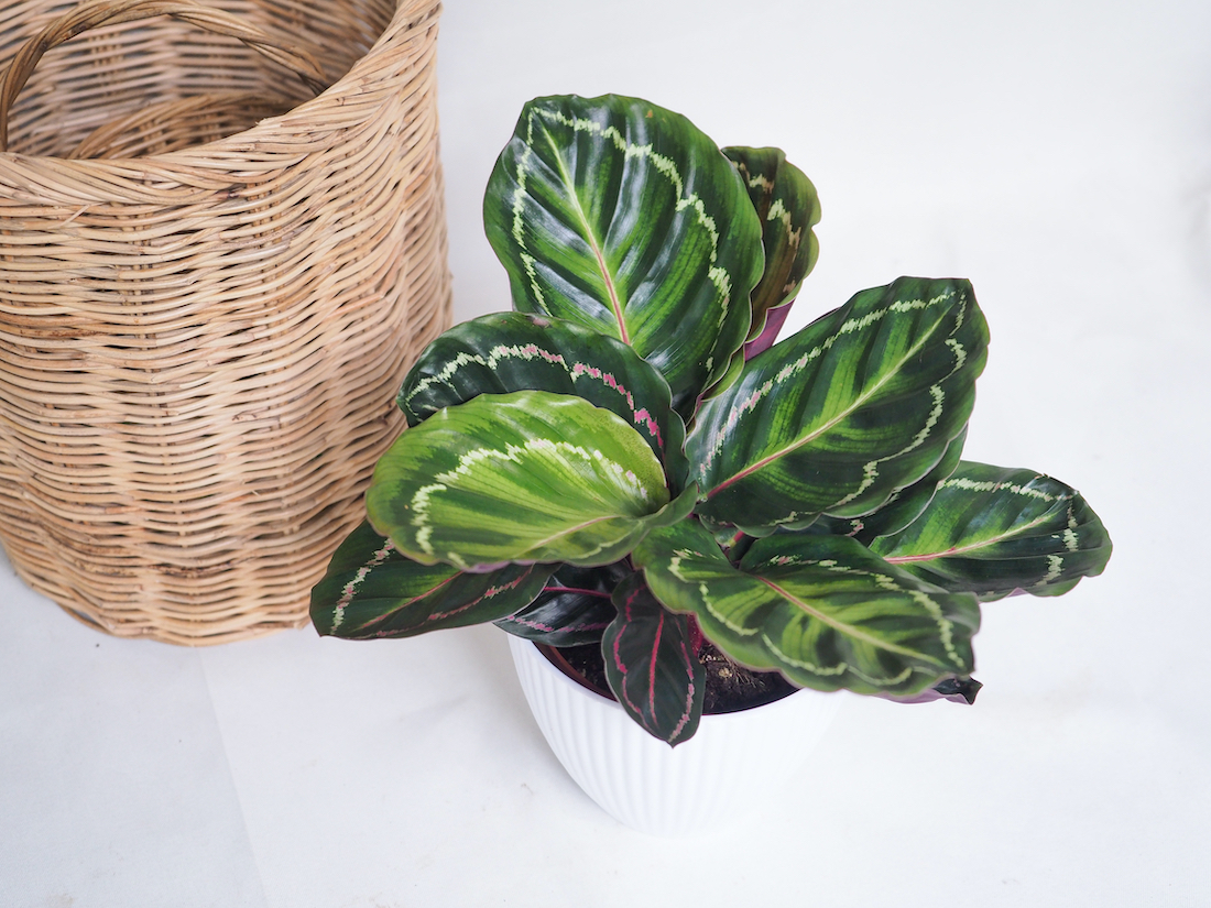 woonhome-calathea-plant-kamerplant-1