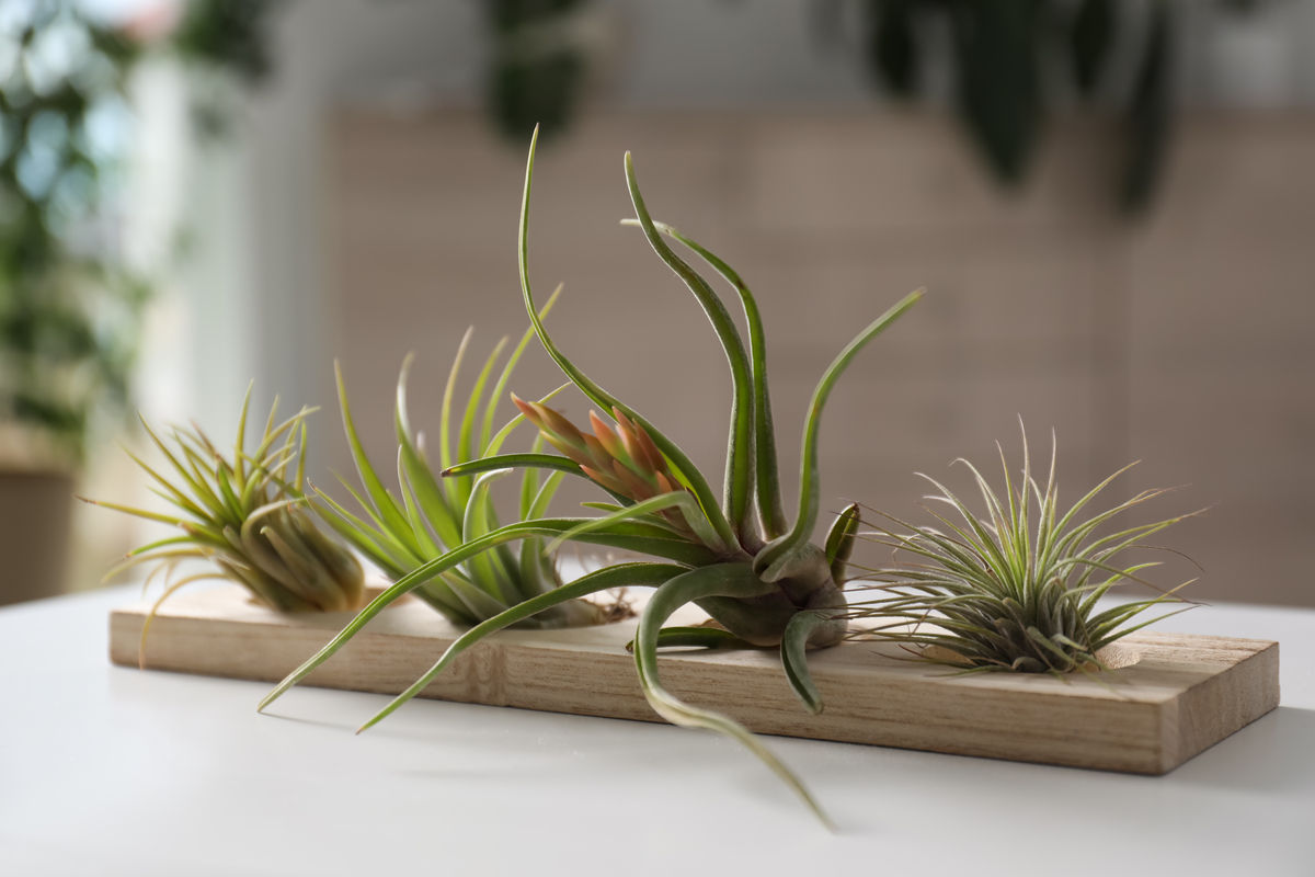 Airplants zijn ontzettend makkelijk in onderhoud en staan tegelijkertijd leuk in de kamer. 