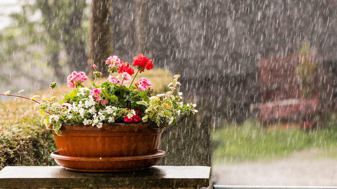 woonhome-verzekeren-stormschade-regen-in-de-bloemen-regen-in-de-tuin-1