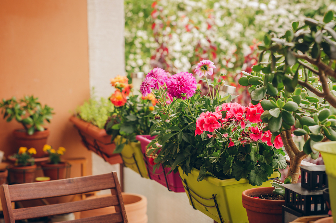 woonhome-buiten-planten-tuinplanten-tuin-balkon-planten-op-balkon-1