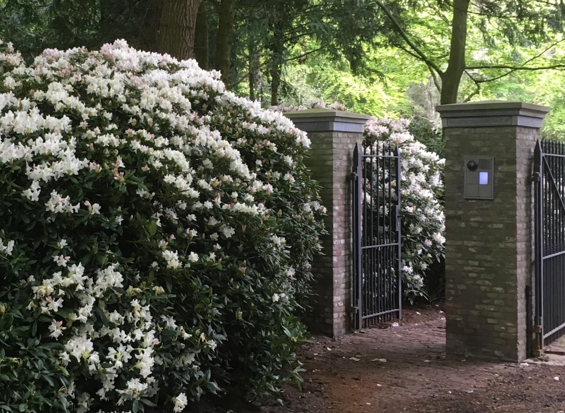 woonhome-een-grote-rhododendron-haag-2