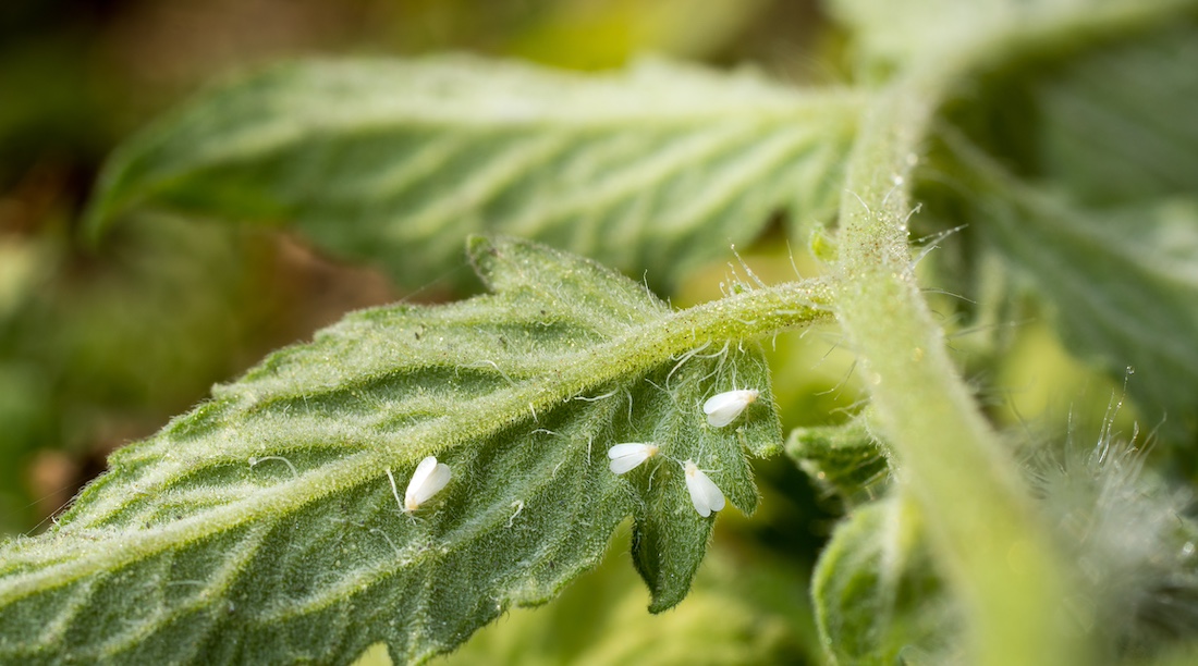 woonhome-ongedierte-in-de-tuin-1