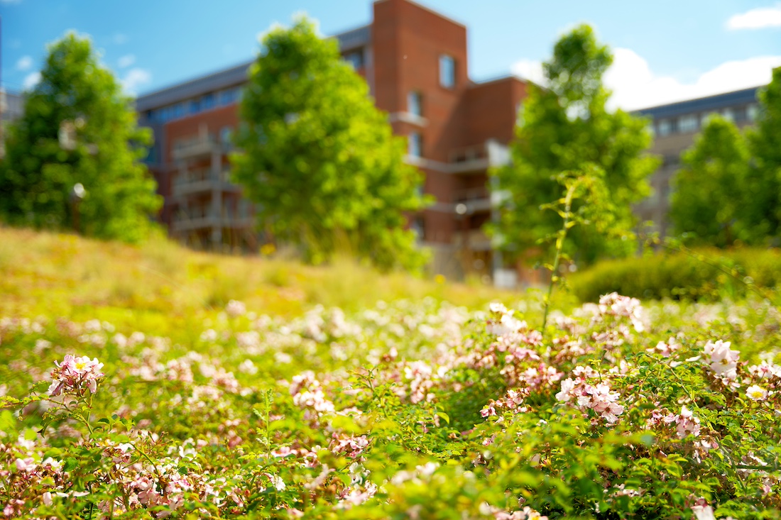 woonhome-sedumdak-sedum-groen-dak-planten-dak-1