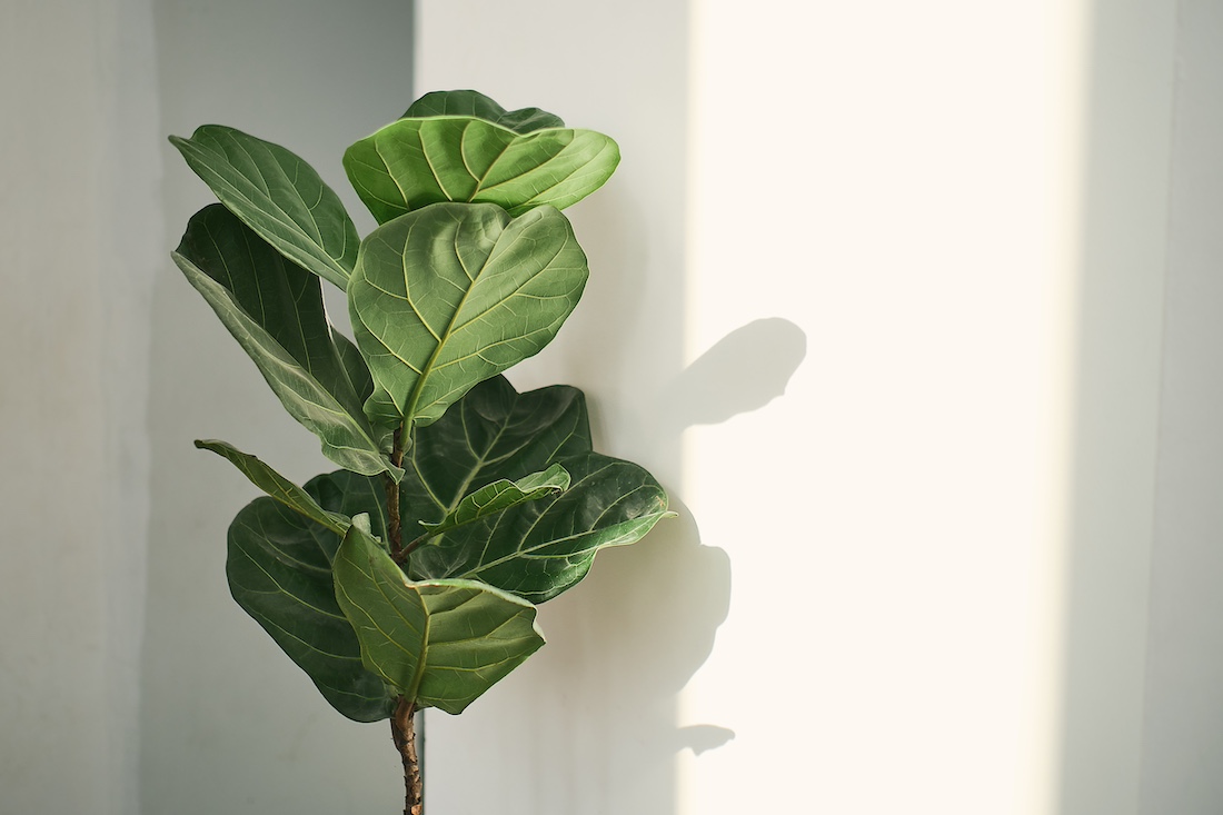 woonhome-ficus-kamerplant-plant-fiddle-fig-ficus-lyrata-1