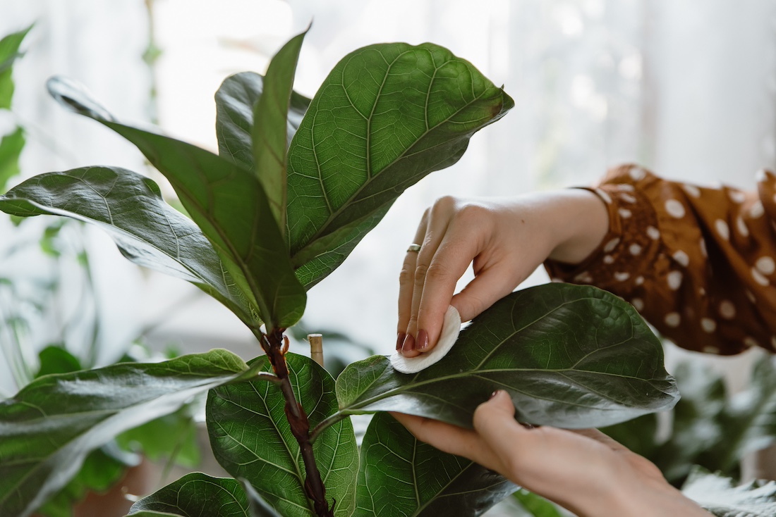 woonhome-kamperplant-ficus-lyrata-stof-van-blad-afvegen-verzorgen-van-grote-kamerplanten-planten-plant-1