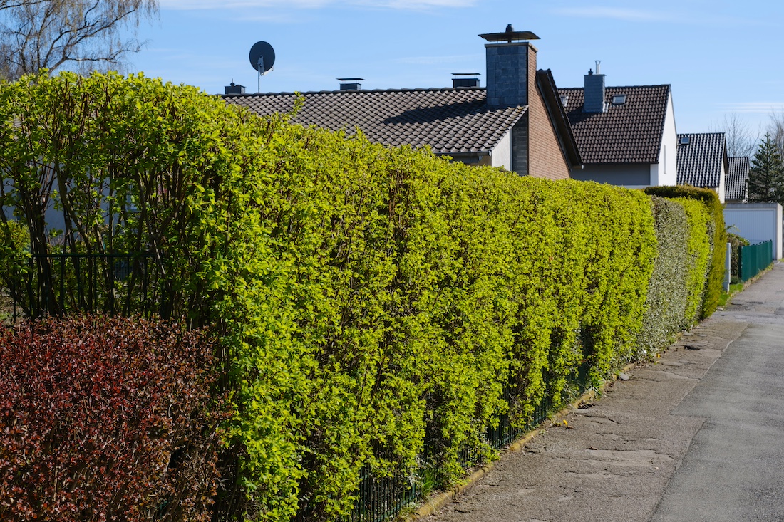 woonhome-groene-haag-heg-erf-afscheiding-groene-haag-1